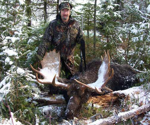 Bull Moose Hunts